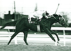 Prominent Sire Beau Genius Dies at 29 Prominent Sire Beau Genius Dies at 29