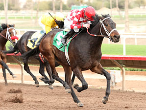 turf paradise 2011