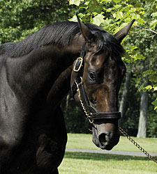 Bellamy Road's First Starter Wins Bellamy Road's First Starter Wins