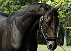 Bellamy Road's First Starter Wins Bellamy Road's First Starter Wins