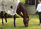 Belmont Stakes: Orb Grazing at Belmont Park Belmont Stakes: Orb Grazing at Belmont Park