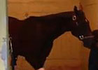 Belmont Stakes: Overanalyze at Belmont Park