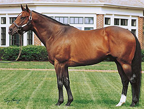 Belong to Me Pensioned at Lane's End Belong to Me Pensioned at Lane's End