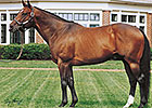 Belong to Me Pensioned at Lane's End Belong to Me Pensioned at Lane's End