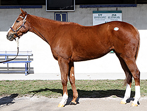 Half to Golden Mystery Brings $205K at F-T Half to Golden Mystery Brings $205K at F-T