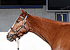 Half to Golden Mystery Brings $205K at F-T Half to Golden Mystery Brings $205K at F-T