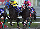 Belshazzar Wins in Japan, Pants On Fire Last Belshazzar Wins in Japan, Pants On Fire Last