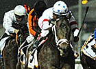 Benny the Bull Roars in Golden Shaheen