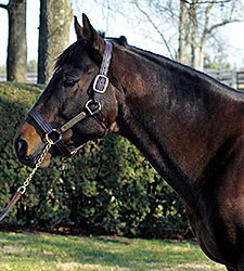 Champion Benny the Bull to Bridlewood in 2015 Champion Benny the Bull to Bridlewood in 2015