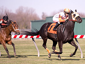 Ben's Cat Wins Fourth Mister Diz in a Row Ben's Cat Wins Fourth Mister Diz in a Row