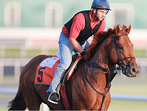 Berlino Di Tiger Getting Familiar with Meydan Berlino Di Tiger Getting Familiar with Meydan
