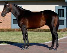 Mares in Foal to First-Year Sires Attract Attention Mares in Foal to First-Year Sires Attract Attention