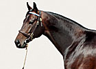 Darley Doubles Bernardini's Fee to $150,000