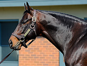Bernardini Making Headway Down Under Bernardini Making Headway Down Under