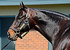 Bernardini Making Headway Down Under Bernardini Making Headway Down Under