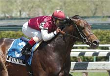 Steve Haskin's Preakness Analysis: Can Barbaro Get 'Berned?' Steve Haskin's Preakness Analysis: Can Barbaro Get 'Berned?'