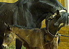 Rachel Alexandra Delivers Bernardini Filly Rachel Alexandra Delivers Bernardini Filly