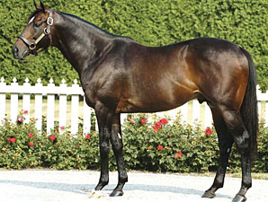 Castleton Lyons Stallion Bernstein Dies Castleton Lyons Stallion Bernstein Dies