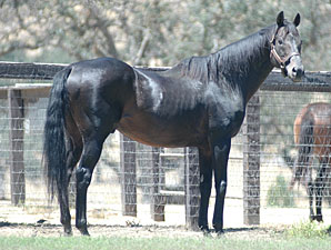 California Sire Bertrando Pensioned California Sire Bertrando Pensioned