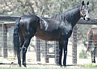 California Sire Bertrando Pensioned California Sire Bertrando Pensioned