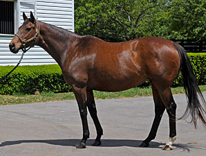Better Than Honour Carrying Street Cry Filly Better Than Honour Carrying Street Cry Filly