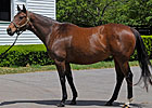 Better Than Honour Carrying Street Cry Filly Better Than Honour Carrying Street Cry Filly