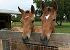 Beyond The Blinkers: The Miracle Twins