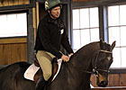 OTTB Spotlight: Declan's Moon OTTB Spotlight: Declan's Moon