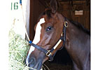 Summer Applause Laying Low for KY Oaks