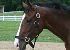 Beyond the Blinkers: Catching a Falling Star Beyond the Blinkers: Catching a Falling Star