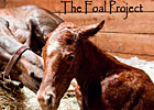 The Foal Project Comes to Lexington