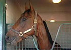 OTTB Spotlight: Rahy's Attorney OTTB Spotlight: Rahy's Attorney