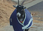 Breeders' Cup Backstretch Snapshots