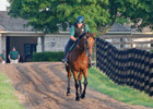 Big Brown Galloping at Three Chimneys