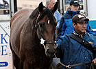 Big Brown Arrives at Pimlico