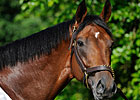 Big Brown Breezes Preakness Morning