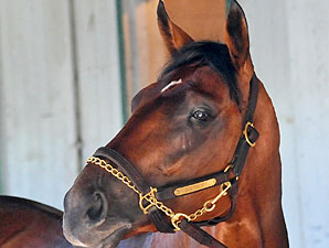 Big Brown in First Work Since Belmont Big Brown in First Work Since Belmont