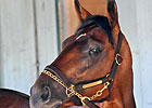 Big Brown to Work Tuesday Without Patch