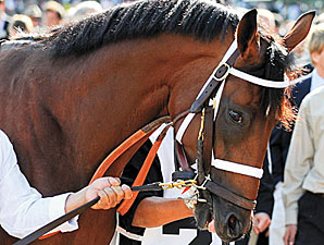 Big Brown to Stand at Three Chimneys Big Brown to Stand at Three Chimneys