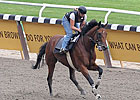 Big Brown Gets in Final Gallop