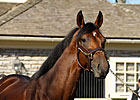 First Mares in Foal to Big Brown