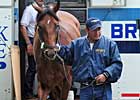 Big Brown Arrives; Ran Down in Preakness