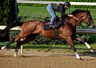 Big Brown Gets Easy Work at Churchill