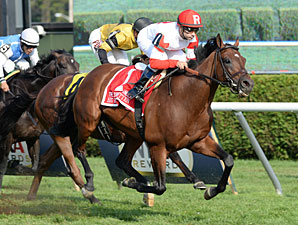 Big Blue Kitten Makes Point in Sword Dancer Big Blue Kitten Makes Point in Sword Dancer
