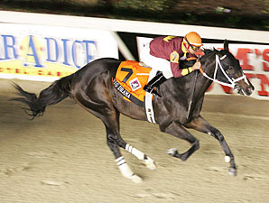 Big Drama's Return Highlights Swale Big Drama's Return Highlights Swale