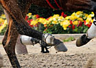 Two Looks at Big Brown's Shoe Issue 