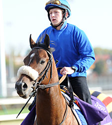 Biondetti Retired to Woodford Thoroughbreds Biondetti Retired to Woodford Thoroughbreds