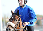 Biondetti Retired to Woodford Thoroughbreds Biondetti Retired to Woodford Thoroughbreds