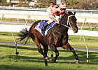 Black Caviar Wins Again; Royal Ascot Next Black Caviar Wins Again; Royal Ascot Next