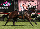 Unbeaten Black Caviar Sets Record in Comeback Unbeaten Black Caviar Sets Record in Comeback